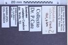 Etiketten zu Semiotus cristatus (Candèze, 1874) (NHMW-ZOO-COL-0008224)